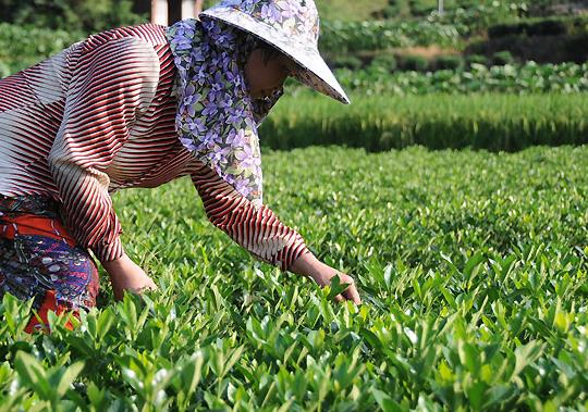 8月29日,在福鼎市贯岭镇茗洋村,一位种植户在黄栀子林地里除草