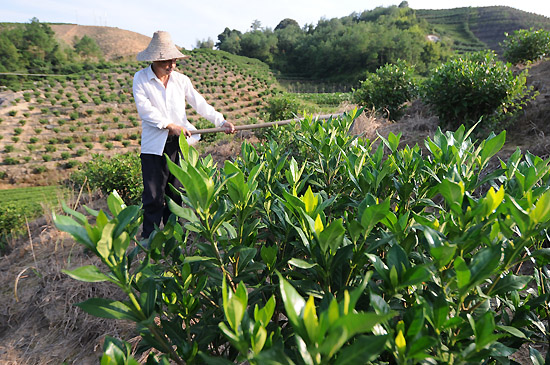 8月29日,在福鼎市贯岭镇茗洋村,种植户翁君吨在黄栀子林地里除草