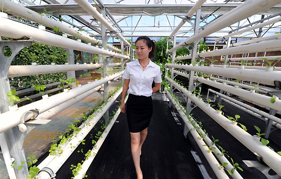河北省廊坊市广阳区高新技术馆内,游客在参观运用管道式水培蔬菜技术种植的芹菜