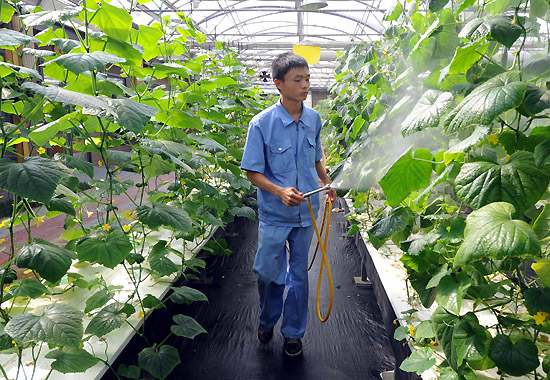 在河北省廊坊市广阳区高新技术馆内,技术工人在给黄瓜喷洒营养液
