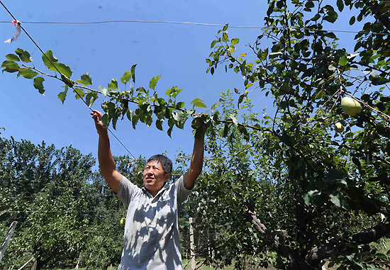 河北廊坊市广阳区九州镇奶字房村果农在将梨树的枝干绑在搭建好的网架上