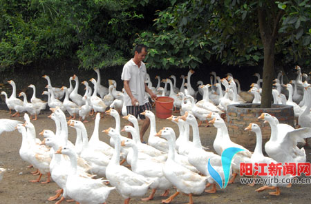 �㶫�����׶�ɵ���һ����ɫ��ֳҵ