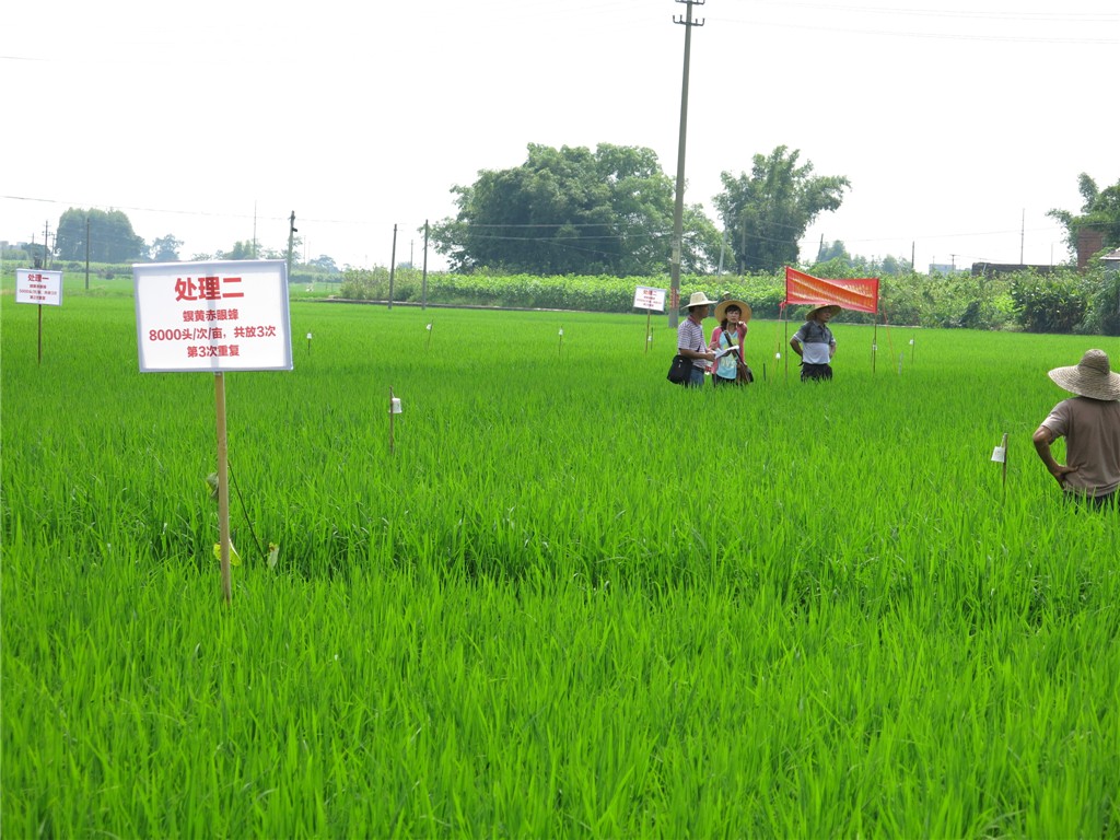 ͼΪ�������������۷������ֳ�