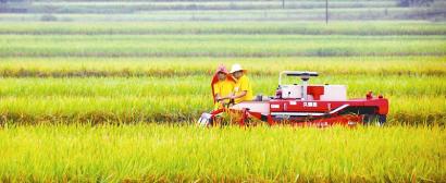 四川南充西充县:24小时机收水稻从农田进市场