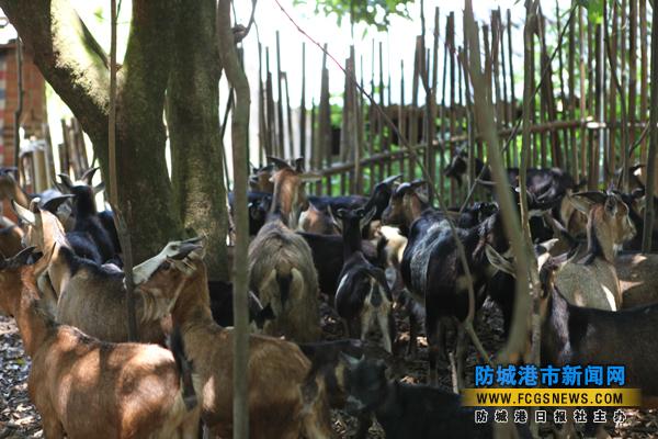 ���������н�ƽ���������Ʒ�չ�¸�