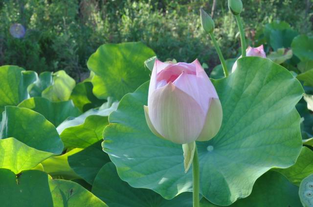 �������ϣ��ɻ������̣�ͼ��2��