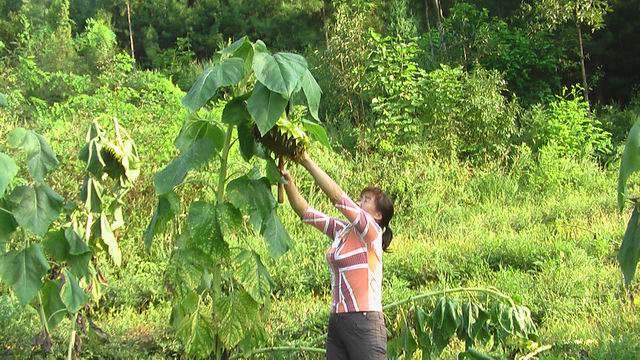 �������ϣ��跿һȺ���������տ���ֲϲ�����