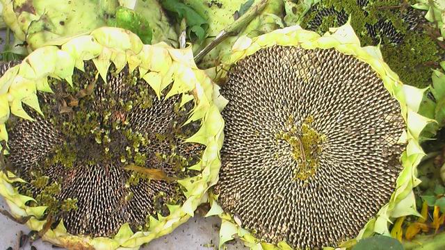 �������ϣ��跿һȺ���������տ���ֲϲ����գ�ͼ��2��