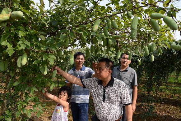 李冬平(前)与社员们在基地观察八月炸长势情况
