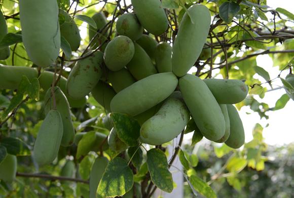 成串成丛的八月炸果实