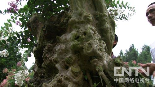 �¸�������ɽ���������׮���ҡǮ����ͼ4��