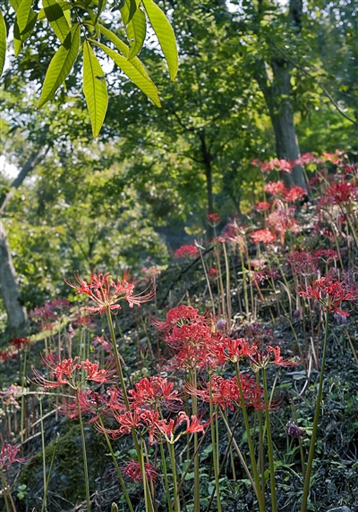 �㽭�ٰ������޺컨ŭ��ɽ������ �������������¡���Ա��