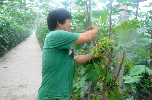 �����������Ķ��Ʒũҵʾ��԰˶����֦