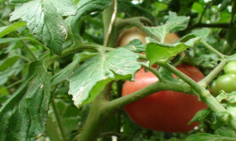 ���໪�������ӹ���ȫ����������