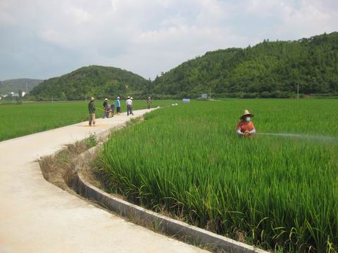 福建泰宁:驻乡巡村 指导水稻病虫防治