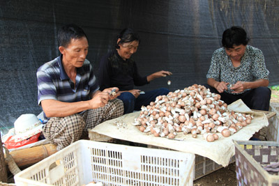 云南双江县勐库镇姬松茸栽培见效益