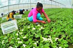 Ϻ400Ķ߲˴Ͷ ÿ4ʲ˹Ӧ