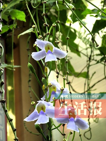 首届东南亚植物花卉水族造景展览会开幕