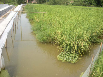 “稻鳅蛙”立体种养 一亩地收入数万