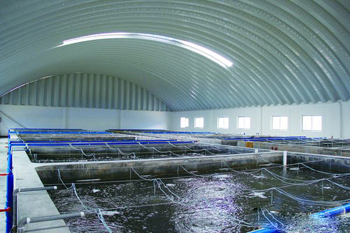 陈高明果然高明 “养大虾”抵御灾情