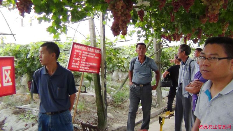 广西柳州市鹿寨县水果办来我县考察葡萄产业