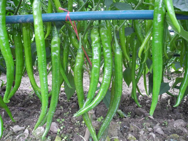 ������ʤ���߽�����D�����س�3��������߹�ģ