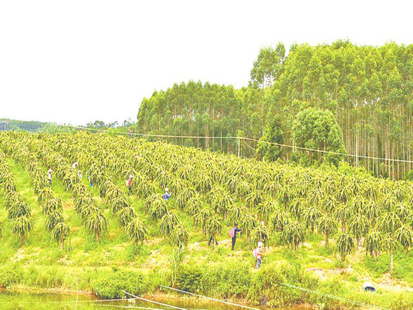 �ڳ�����Ŵ�����������������޹�˾�����ڣ���������������¨���ջ�����