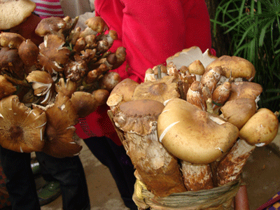 ���ϸ����п���Ұ����Ƥ���Ⱦ�����