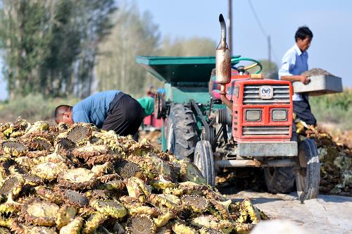 9��5�գ��ڸ���ʡ������������Ȳ۴�����ϣ�����ũ�������������տ���ʳ����