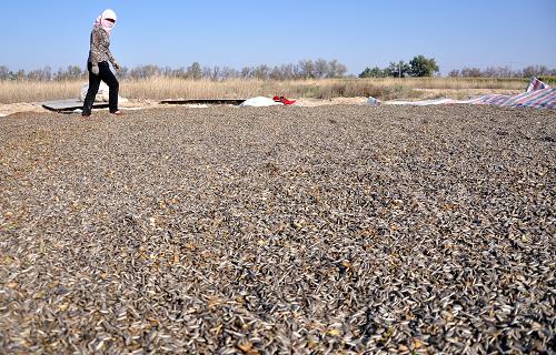 9��5�գ��ڸ���ʡ������������Ȳ۴�����ϣ�һ��ũ������ɹ���տ�����