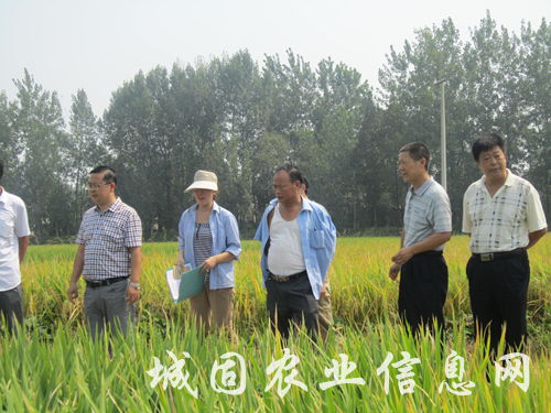 �����ṇ̀�����ʾ���ѡ�ֲ�����