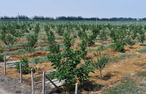 һɳĮʩũҵڵƻֲ822㣩ɳعƷֲ86.9Ķ