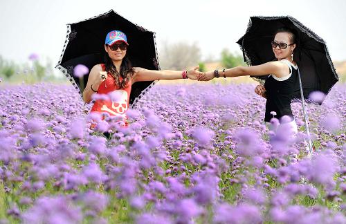 ڵشڸɳĮԵнɳξڣο޹²ݹӰ822㣩ĿǰɳĮÿӴο100˴Σۺ볬4Ԫ