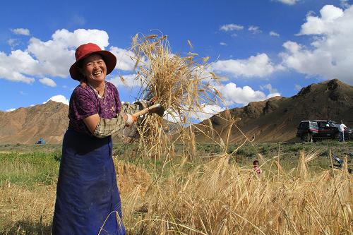 9月7日,西藏日喀则市甲措雄乡塔康村村民次白吉珍在收割青稞
