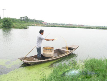 浙江洪桥镇橡树下村:河蟹养殖新思路 混养鱼虾能致富
