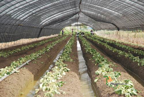 ƽ����£���ݮ��ֲ������ʱ�ӽ����Բ�ݮ