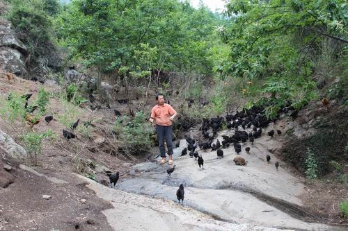 ػյɢڼ1000ֻͼΪڷ