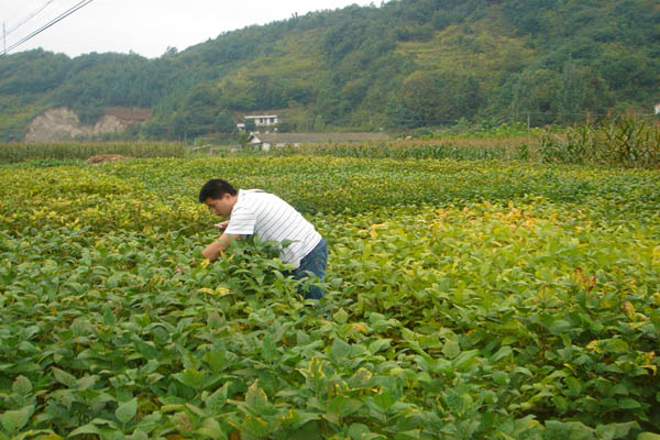 �����������й�ũ��Ժ���������о����ڰ����м����Ҵ�Ʒ�����Թ���