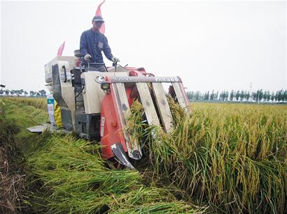山东青岛即墨蓝村大米丰产 价格比普通米贵两倍(图:2)