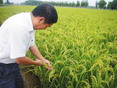 山东青岛即墨蓝村大米丰产 价格比普通米贵两倍(图:3)