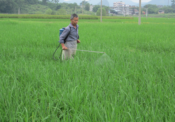 广西钟山抢抓停雨时机及时开展病虫害防治工作