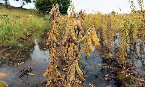 9月10日在黑龙江省同江市三村镇二村村拍摄的浸泡在水里的黄豆秧