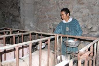 四川万源市:盛产玉米没人要 酿成美酒卖得俏