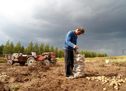 内蒙古呼和浩特武川县哈乐镇农民正在收获马铃薯(9月10日摄)