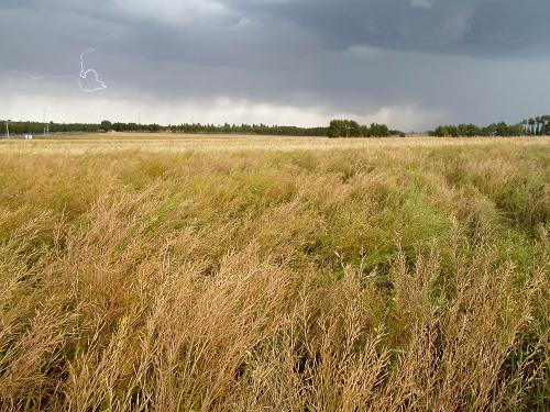 内蒙古呼和浩特武川县哈乐镇境内大片成熟的燕麦(9月10日摄)