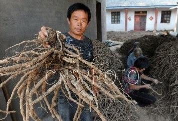 ��������ҩ��ӭ���ջ񼾽�