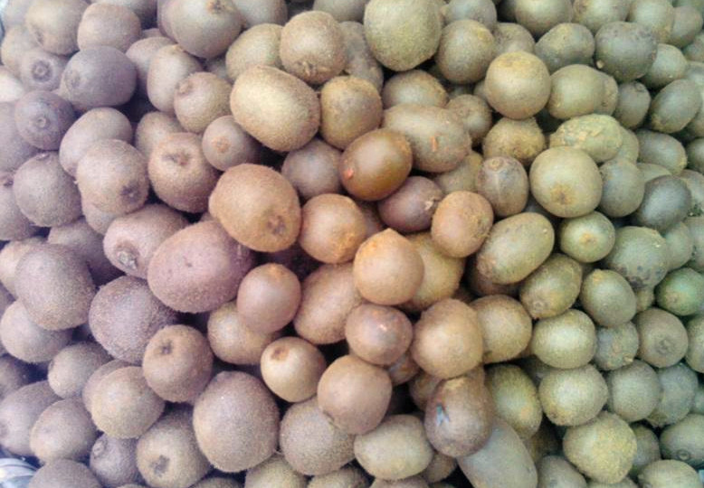 云南彝良县:金秋时节猕猴桃成熟热销市场