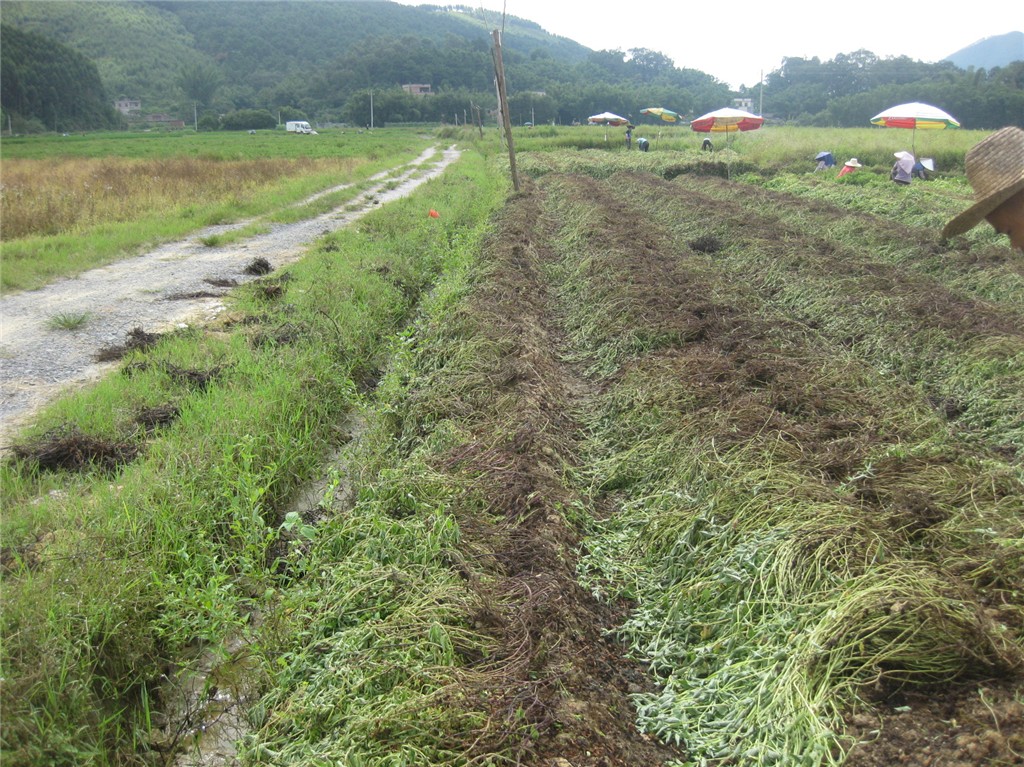 ������۸������ɲ���ֲϲ�����