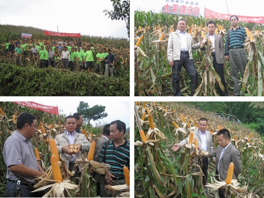 走群众路线 推优良品种 促农民增收——广西区种子公司推出新一代抗旱、耐脊