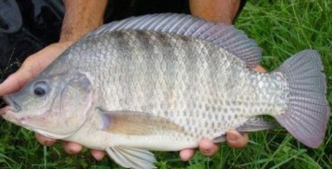 福建省顺昌罗非鱼种业工程进展顺利